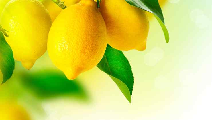 Il trucco dei giardinieri per la pianta di limoni in vaso